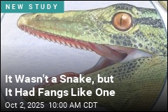 This Jurassic Lizard May Be Ancestor to Snakes