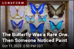 Charming Rogue Stole 3K of Australia&#39;s Rarest Butterflies