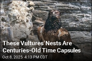 These Vultures&#39; Nests Are Centuries-Old Time Capsules