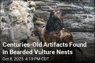 These Vultures&#39; Nests Are Centuries-Old Time Capsules