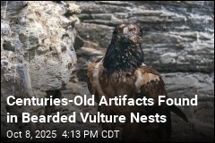 These Vultures&#39; Nests Are Centuries-Old Time Capsules