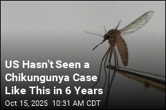 Case of Chikungunya Virus in New York Is Notable
