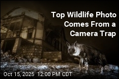 Top Wildlife Photo Comes From a Camera Trap