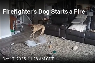 Firefighter&#39;s Dog Sparks Fire After Chewing Lithium Battery