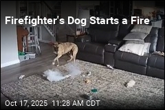 Firefighter&#39;s Dog Sparks Fire After Chewing Lithium Battery