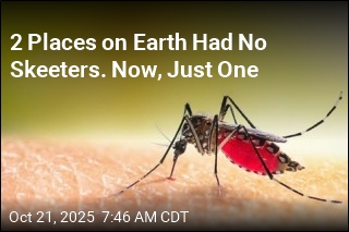 Mosquitoes Finally Make Landfall in Iceland