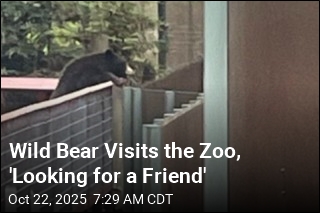 Wild Bear Visits the Zoo, &#39;Looking for a Friend&#39;