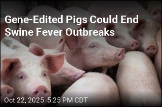 Gene-Edited Pigs Could End Swine Fever Outbreaks