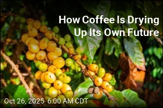 How Coffee Is Drying Up Its Own Future