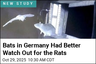 German Rats Are Busted Attacking Bats Midair