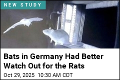 German Rats Are Busted Attacking Bats Midair