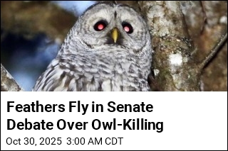 Feathers Fly in Senate Debate Over Owl-Killing