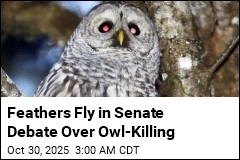 Feathers Fly in Senate Debate Over Owl-Killing