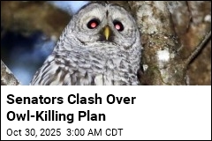 Feathers Fly in Senate Debate Over Owl-Killing
