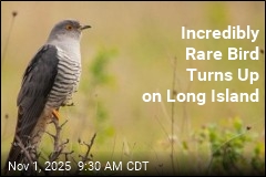 Storm Delivers Rare Bird to Long Island