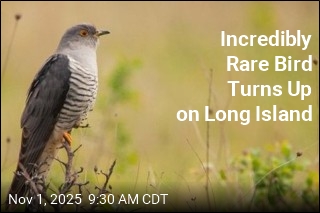 Storm Delivers Rare Bird to Long Island