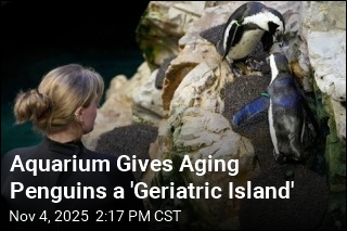 Even Penguins Get an Old Folks Home