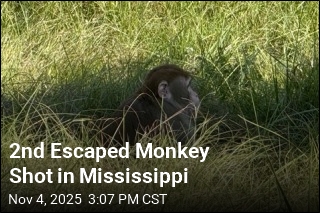 2nd Escaped Monkey Shot in Mississippi