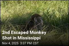 2nd Escaped Monkey Shot in Mississippi