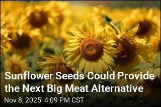 Sunflower Seeds Could Provide the Next Big Meat Alternative