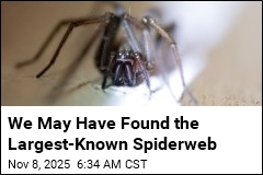 Scientists Find a 1K-Square-Foot Spiderweb
