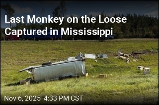 Last Escaped Monkey Captured Alive