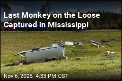 Last Escaped Monkey Captured Alive