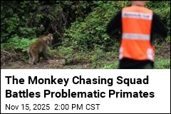 For the Monkey Chasing Squad, It&#39;s Like Herding Monkeys
