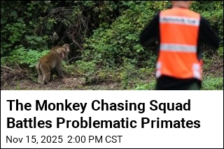 For the Monkey Chasing Squad, It&#39;s Like Herding Monkeys