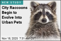 City Raccoons Begin to Evolve Into Urban Pets