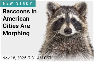 City Raccoons Begin to Evolve Into Urban Pets