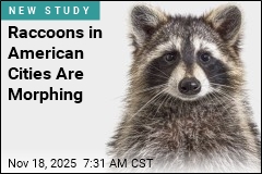 City Raccoons Begin to Evolve Into Urban Pets