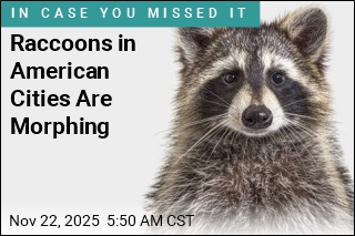 City Raccoons Begin to Evolve Into Urban Pets