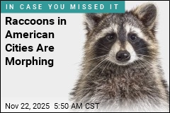 City Raccoons Begin to Evolve Into Urban Pets