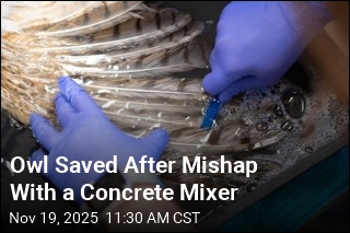 Owl Saved After Mishap With a Concrete Mixer