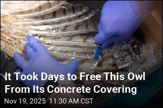 Owl Saved After Mishap With a Concrete Mixer