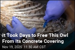 Owl Saved After Mishap With a Concrete Mixer