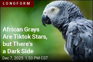 African Grays Are Tiktok Stars, but There&#39;s a Dark Side