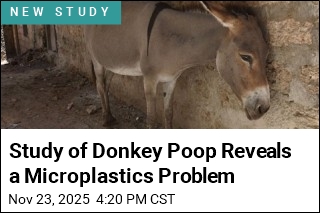 Study of Donkey Poop Reveals a Microplastics Problem