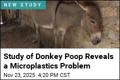 Study of Donkey Poop Reveals a Microplastics Problem