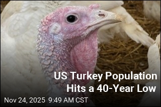 US Turkey Population Hits a 40-Year Low