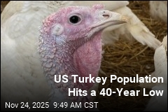 US Turkey Population Hits a 40-Year Low