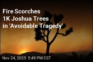 Fire During Shutdown Scorched 1K Joshua Trees
