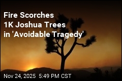 Fire During Shutdown Scorched 1K Joshua Trees