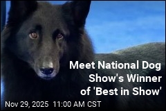 Soleil Steals the Show at Annual Canine Competition