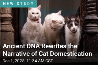 Ancient DNA Rewrites the Narrative of Cat Domestication