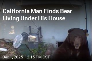 California Man Finds Bear Living Under His House