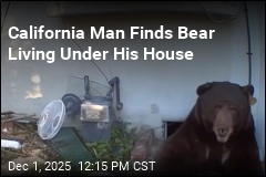 California Man Finds Bear Living Under His House