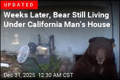California Man Finds Bear Living Under His House