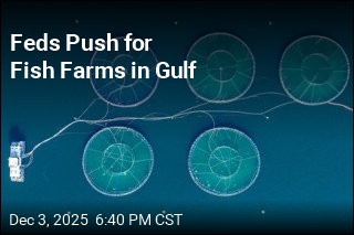 Feds Push for Fish Farms in Gulf